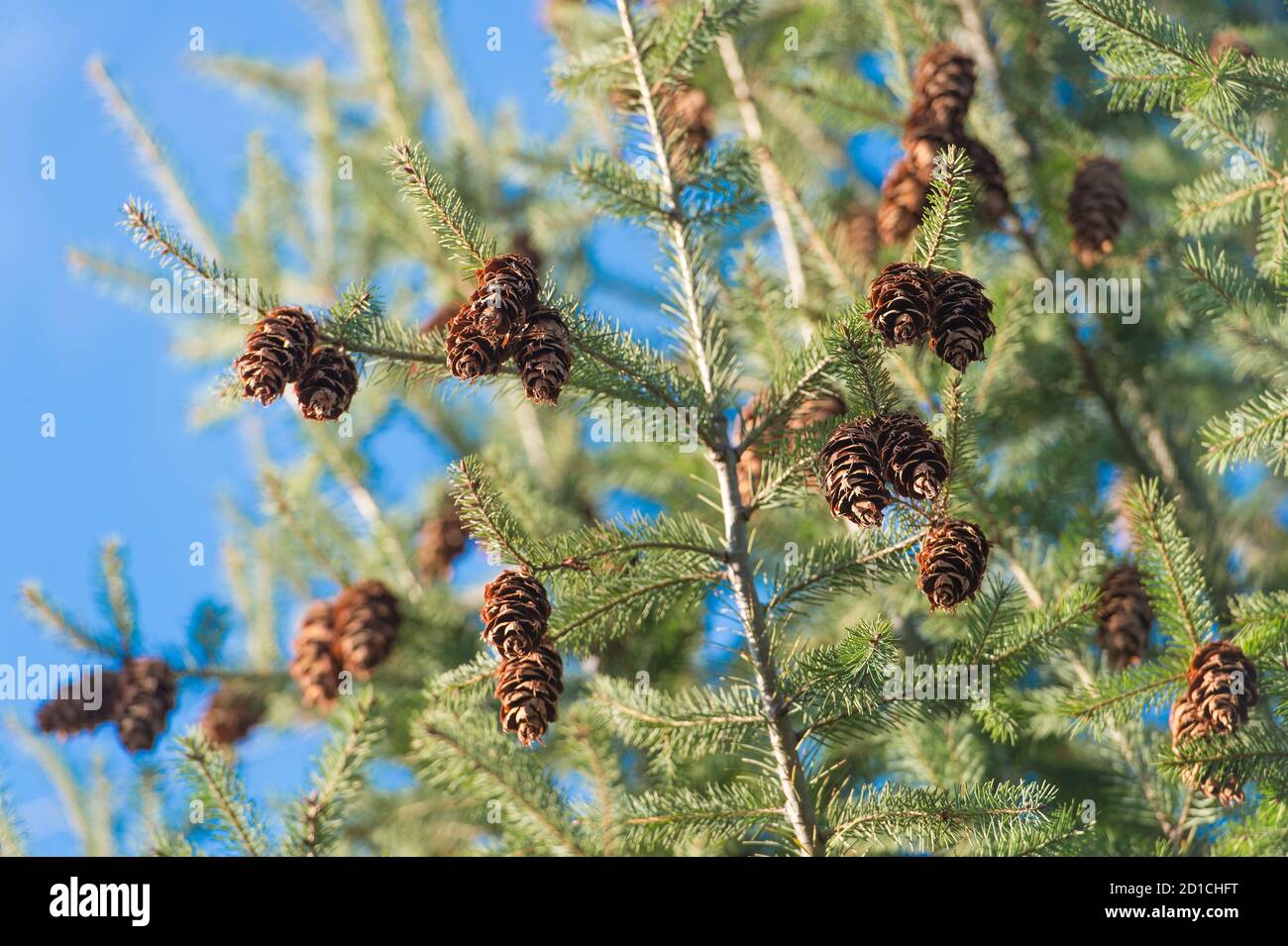 Redwood tree pine cones on branches hires stock photography and images