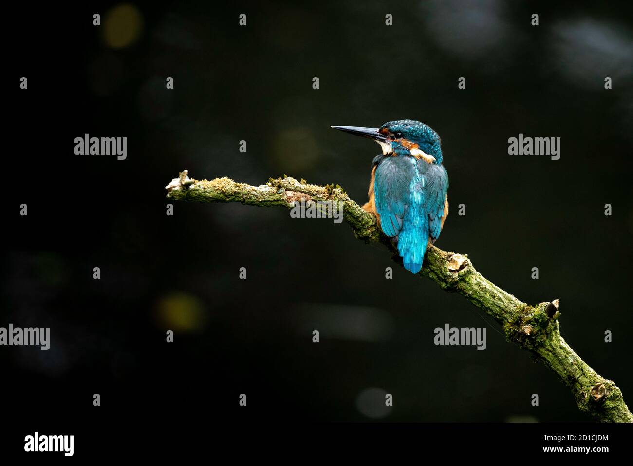 Common Kingfisher - Alcedo Atthis Stock Photo