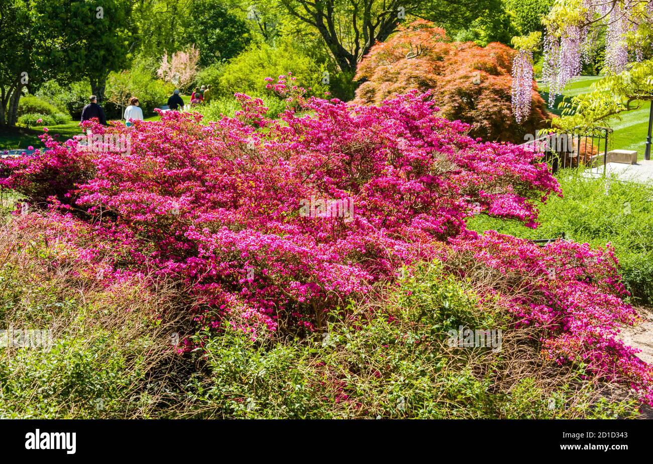 Biltmore Estate Grounds Azalea - Biltmore Estate Grounds Azalea 2D1D343 