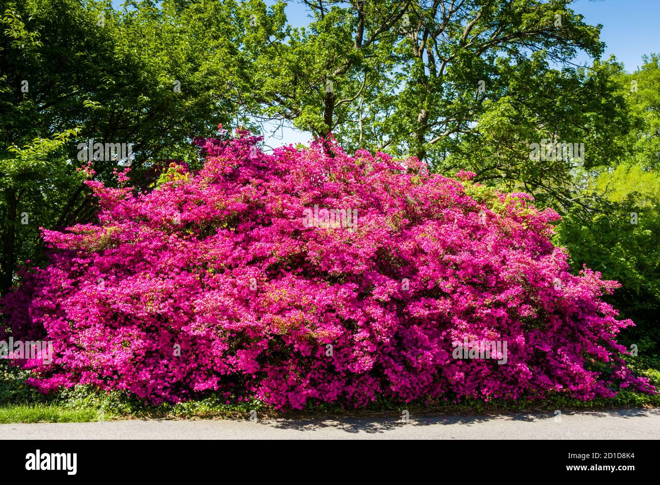 Biltmore Estate Grounds Azalea - Biltmore Estate Grounds Azalea 2D1D8K4 