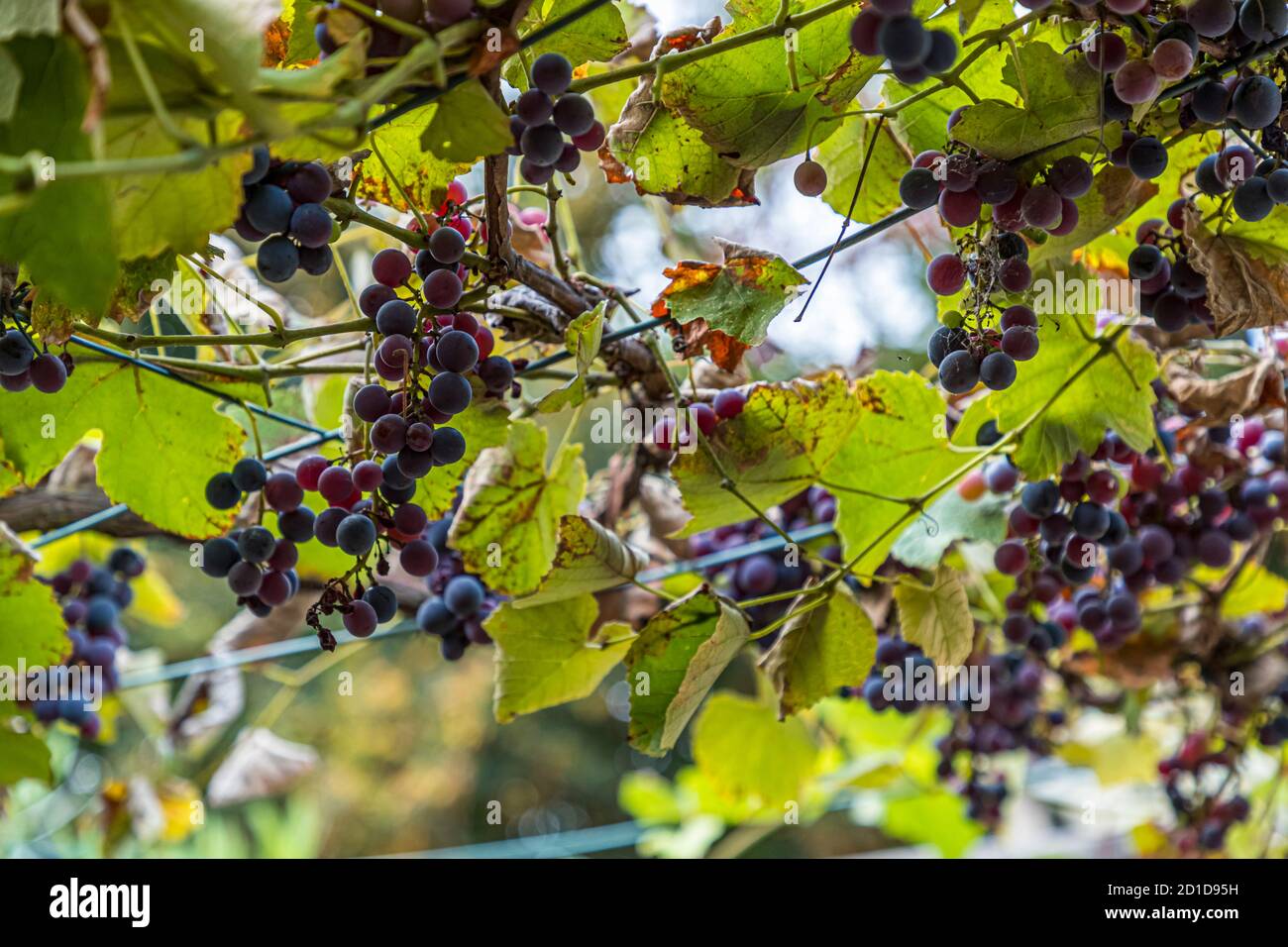 Grapes on a pergola in Circolo di Balerna, Switzerland Stock Photo