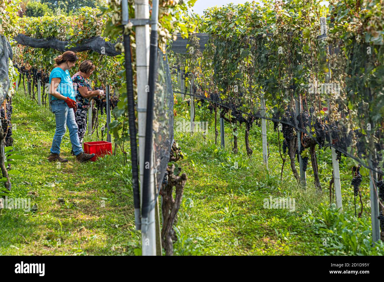 Grape harvest in Ticino, Circolo di Balerna, Switzerland Stock Photo