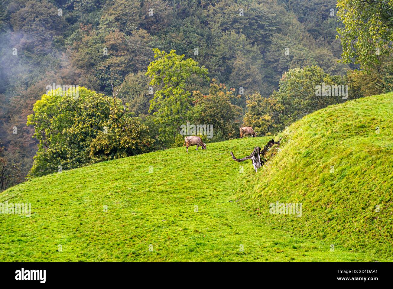 Impressions in the Ticino Muggio Valley, Breggia, Switzerland Stock Photo