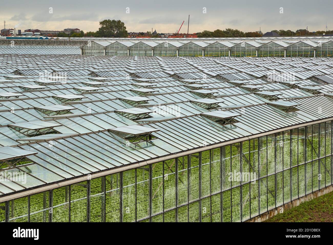 Greenhouse agricultural production Stock Photo