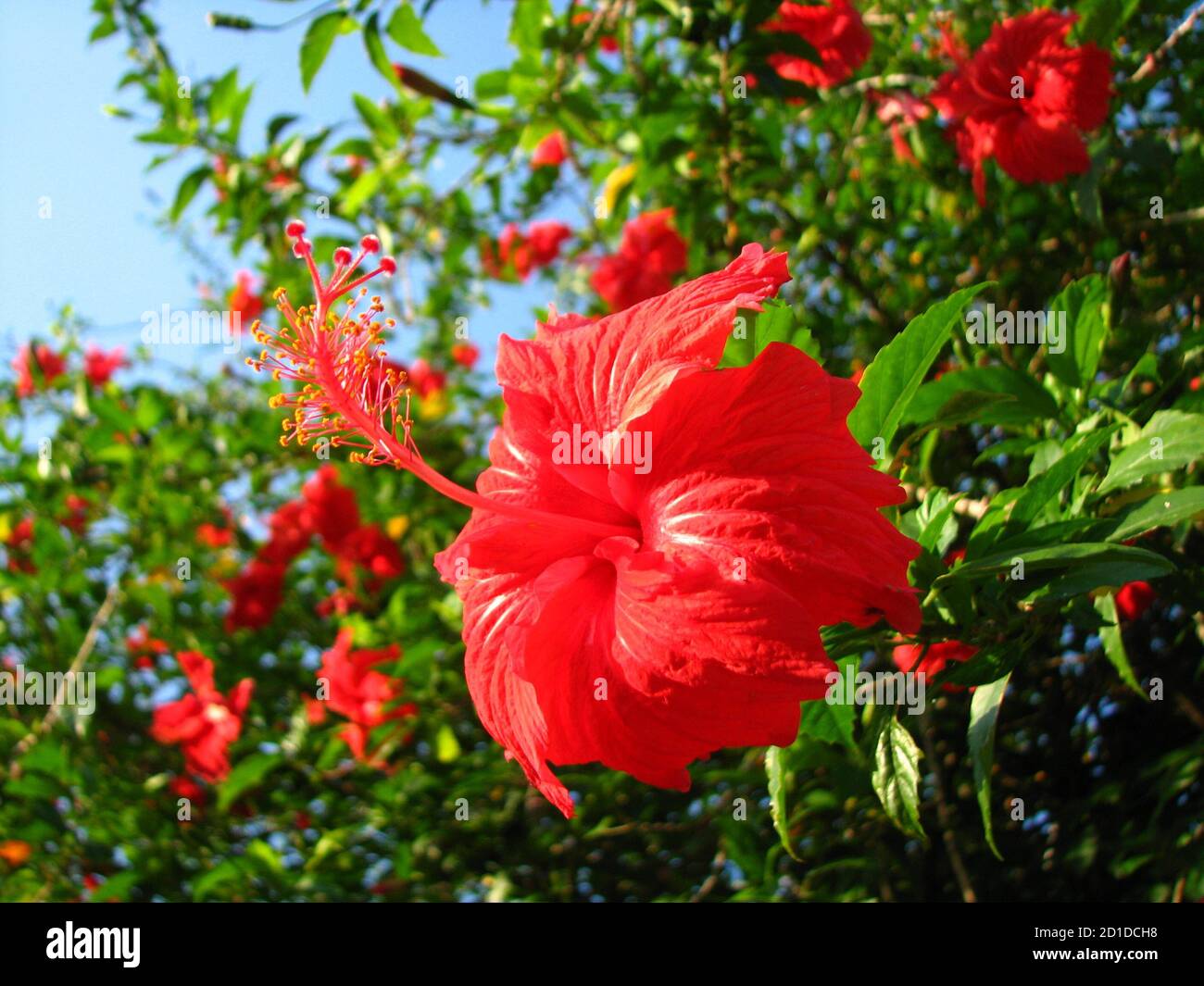 Closeup of a growing Chinese hibiscus plant with red flowers Stock Photo -  Alamy