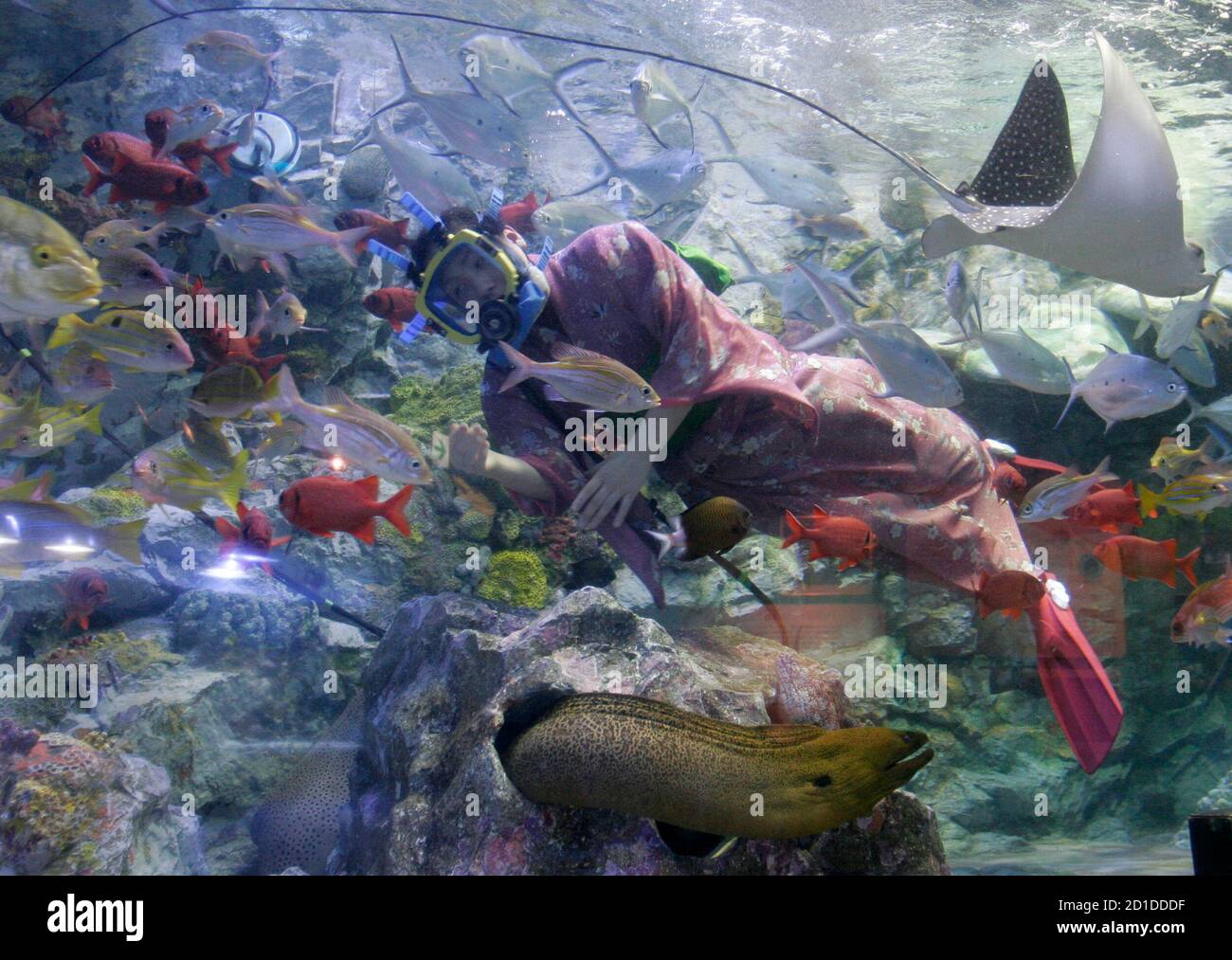 A Woman In A Kimono Swims With Fish To Rehearse For The New Year S Attraction At The Sunshine International Aquarium In Tokyo December 28 06 Reuters Toru Hanai Japan Stock Photo Alamy A Woman In A Kimono Swims With Fish To Rehearse For The New Year S Attraction At The Sunshine International Aquarium In Tokyo December 28 06 Reuters Toru Hanai Japan Stock Photo Alamy