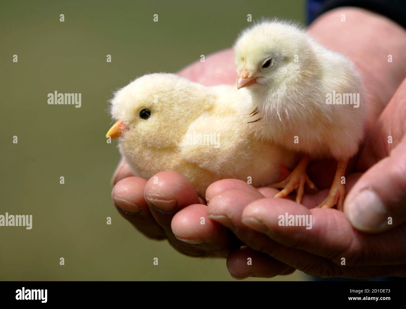 Japanese Chick