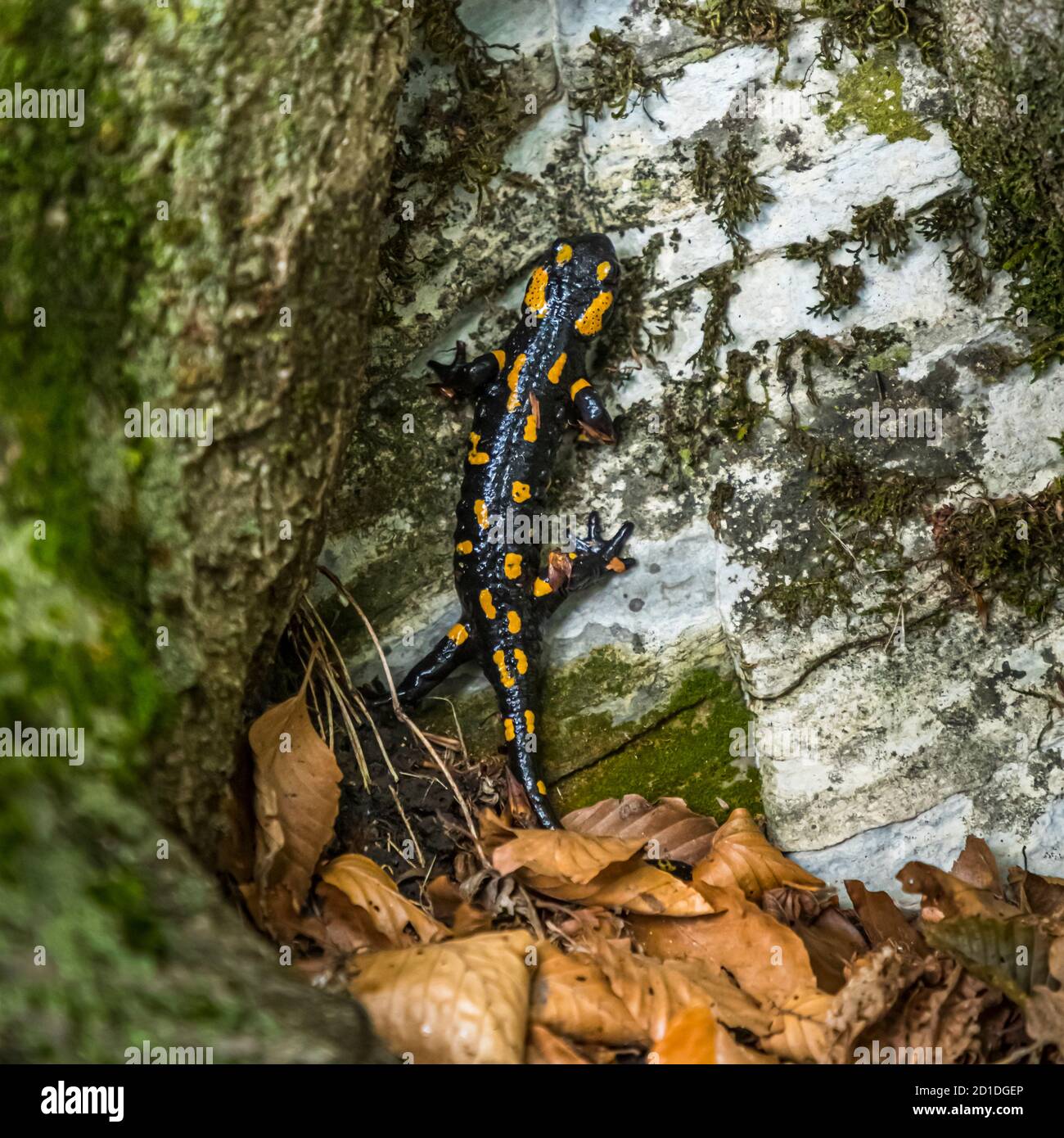 Fire Salamander in the Ticino Muggio Valley Stock Photo