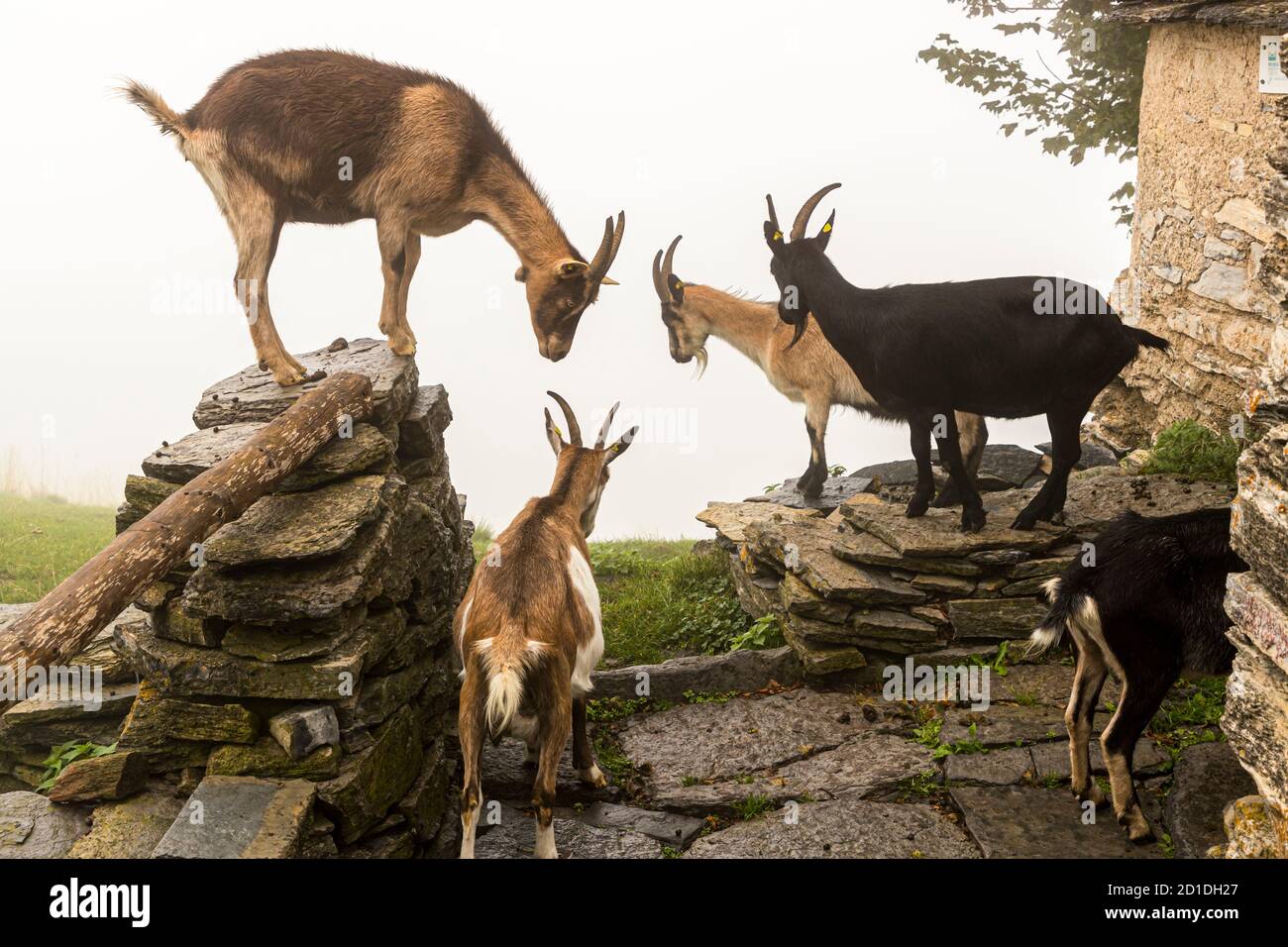 If you walk from Roccolo Meri in the direction of Monte Generoso, you will pass some dilapidated houses. In the old walls goats have made themselves comfortable. Impressions in the Ticino Muggio Valley, Breggia, Switzerland Stock Photo