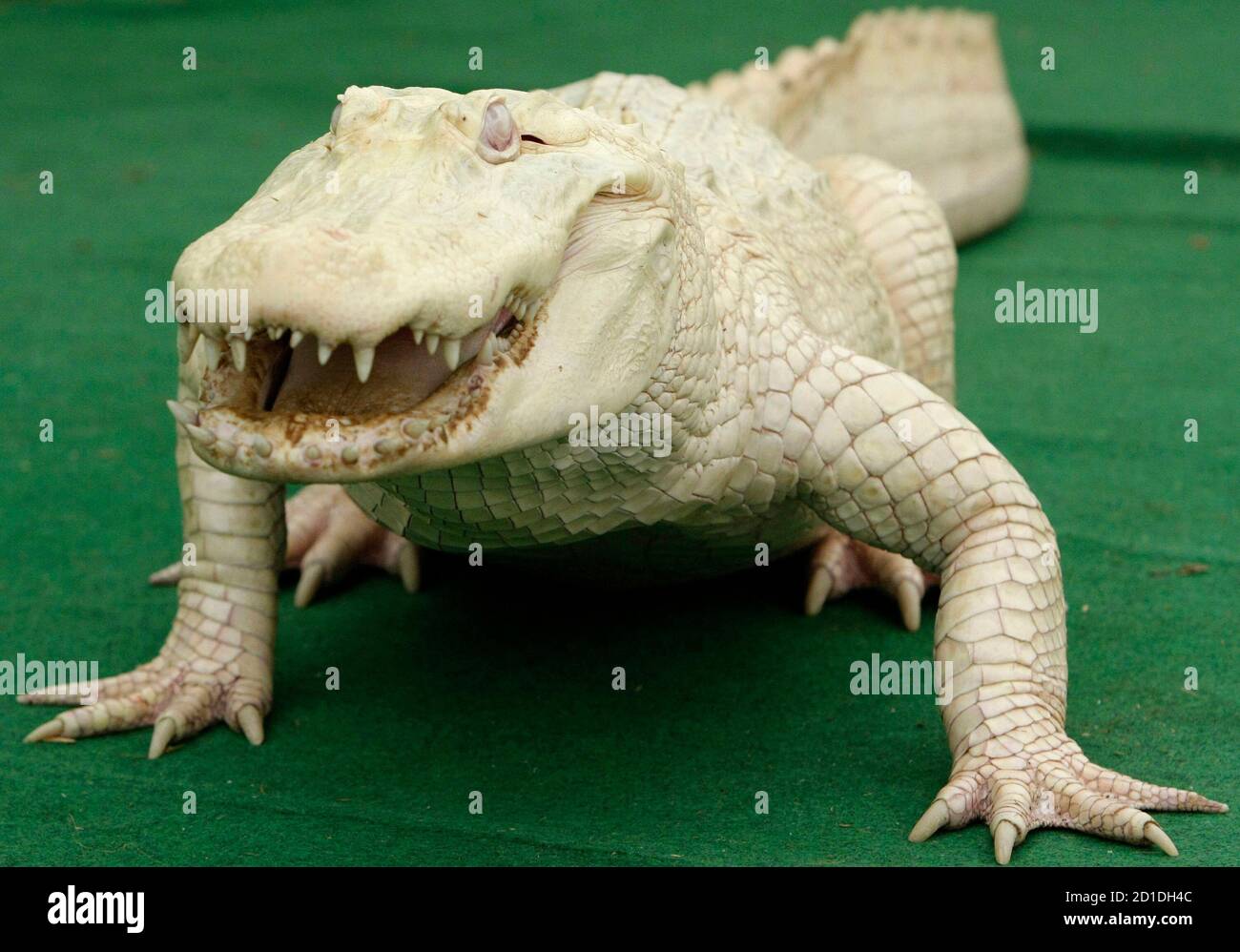 Alligator Farm Louisiana High Resolution Stock Photography And Images Alamy
