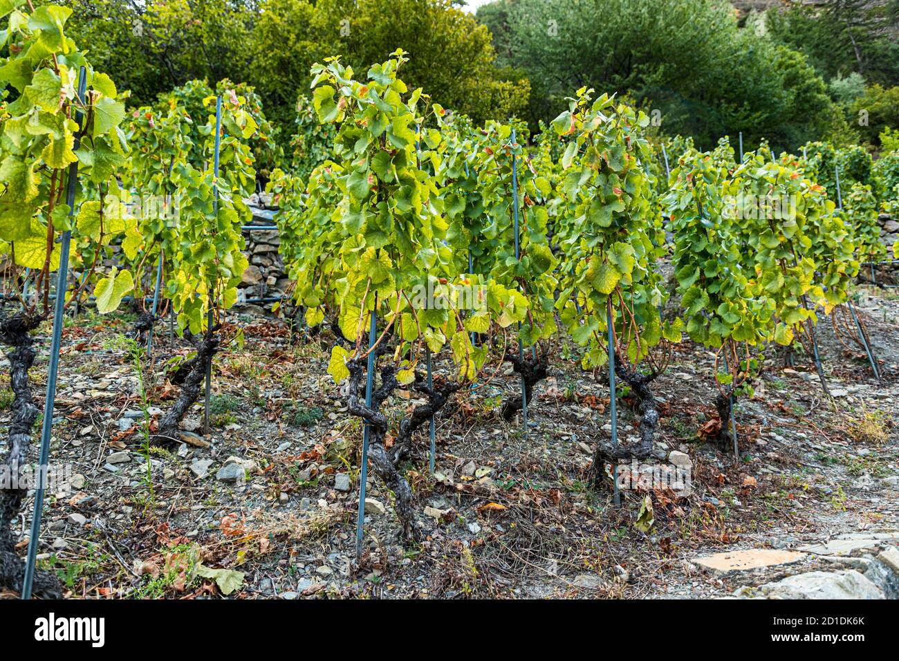 Visperterminen's highest vineyard of Europe Visp, Switzerland. The vines of the Heida, which are true to their roots, even withstood the phylloxera plague in the last century. Stock Photo