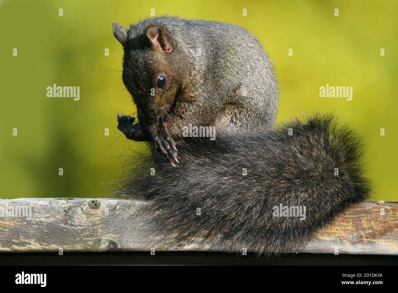 Eastern Grey Squirrels in grass in summer Stock Photo
