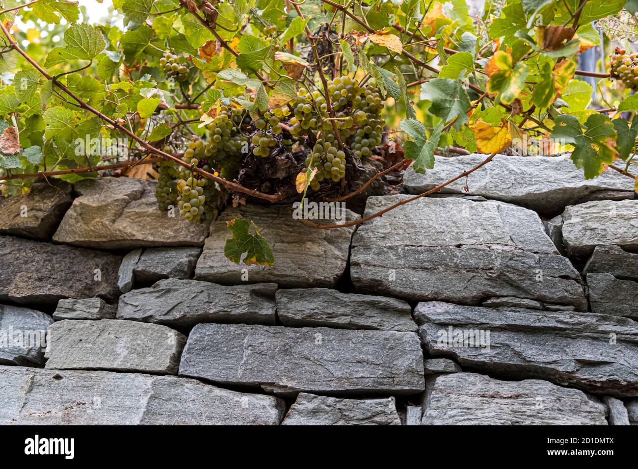 Visperterminen's highest vineyard of Europe Visp, Switzerland Stock Photo