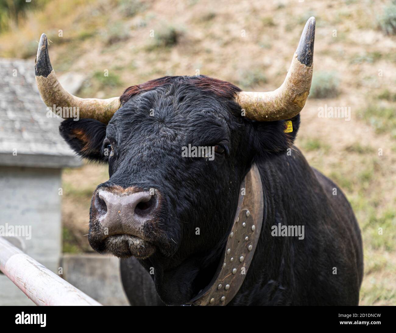 The Hérens cattle from Valais is aggressive and competes at folk festivals in Naters, Switzerland Stock Photo