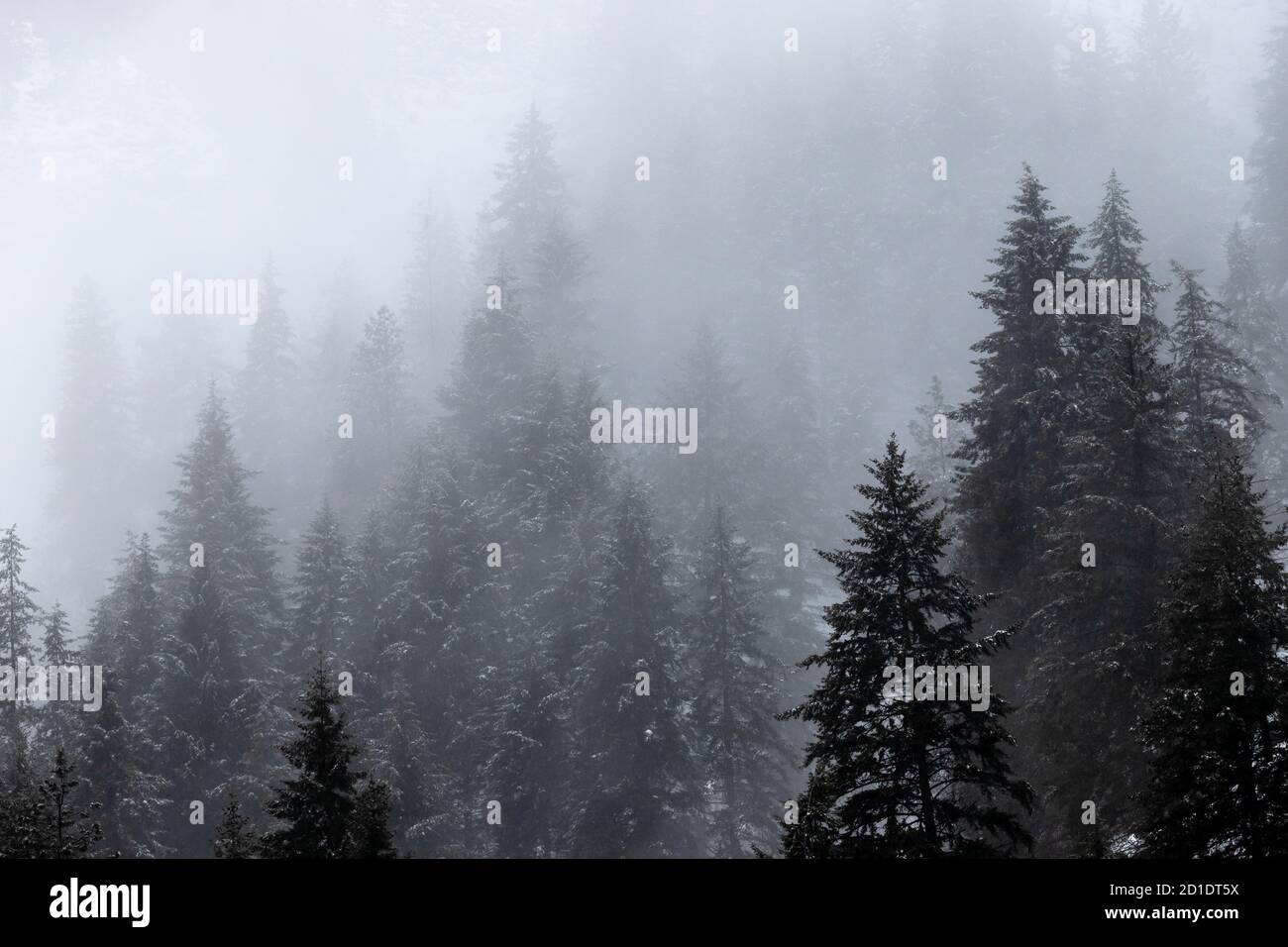 Forest of Fir Trees in Winter Landscape with Snow and Fog Stock Photo ...