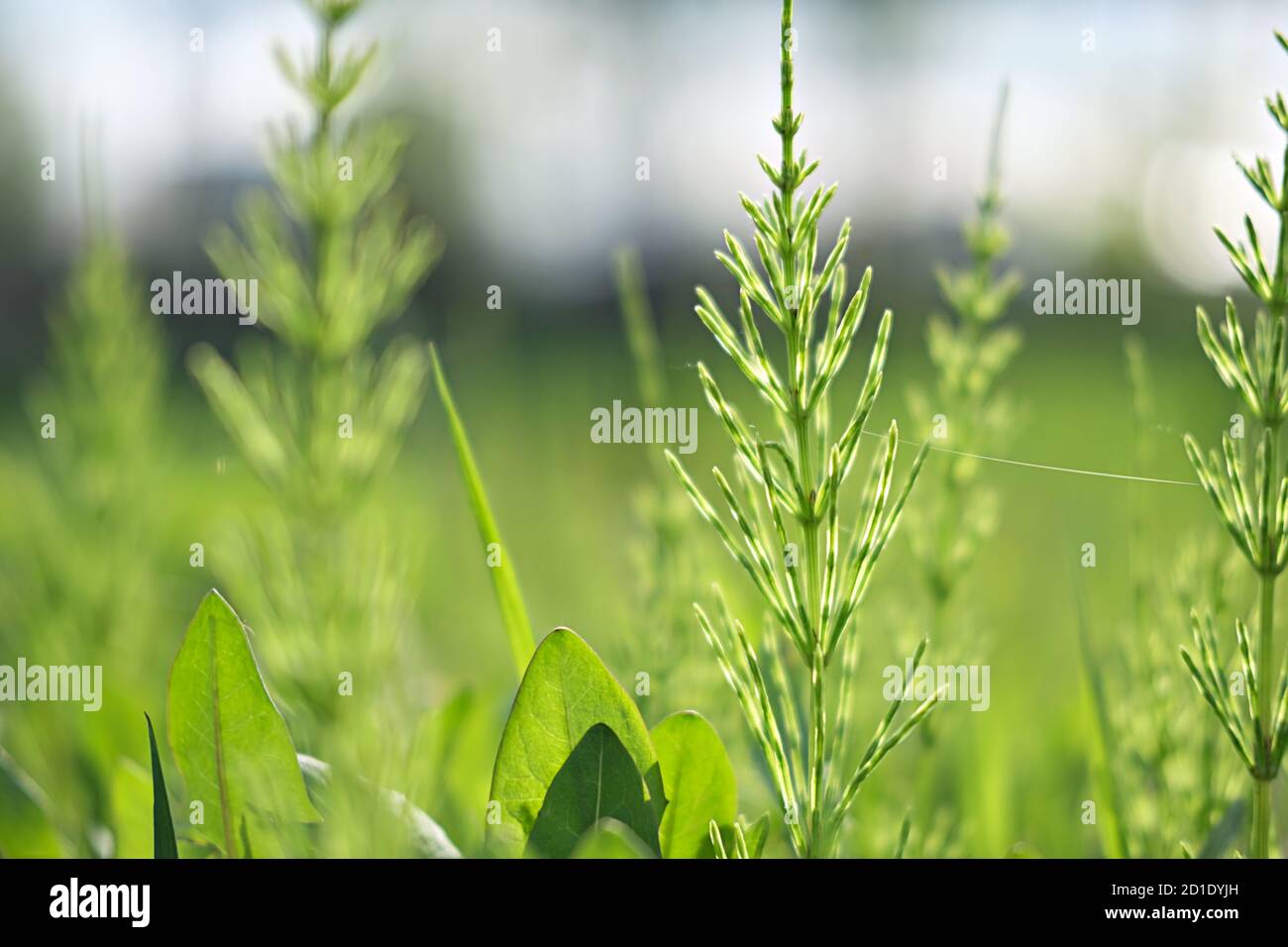 green grass background for wallpaper or website. beautiful nature. puzzle  or poster concept. summer calendar page Stock Photo - Alamy