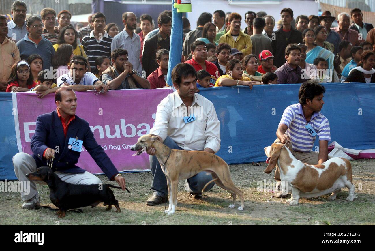 Indian dog breeds hires stock photography and images Alamy