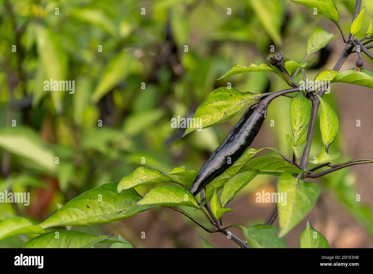 Black pepper plant hires stock photography and images Alamy
