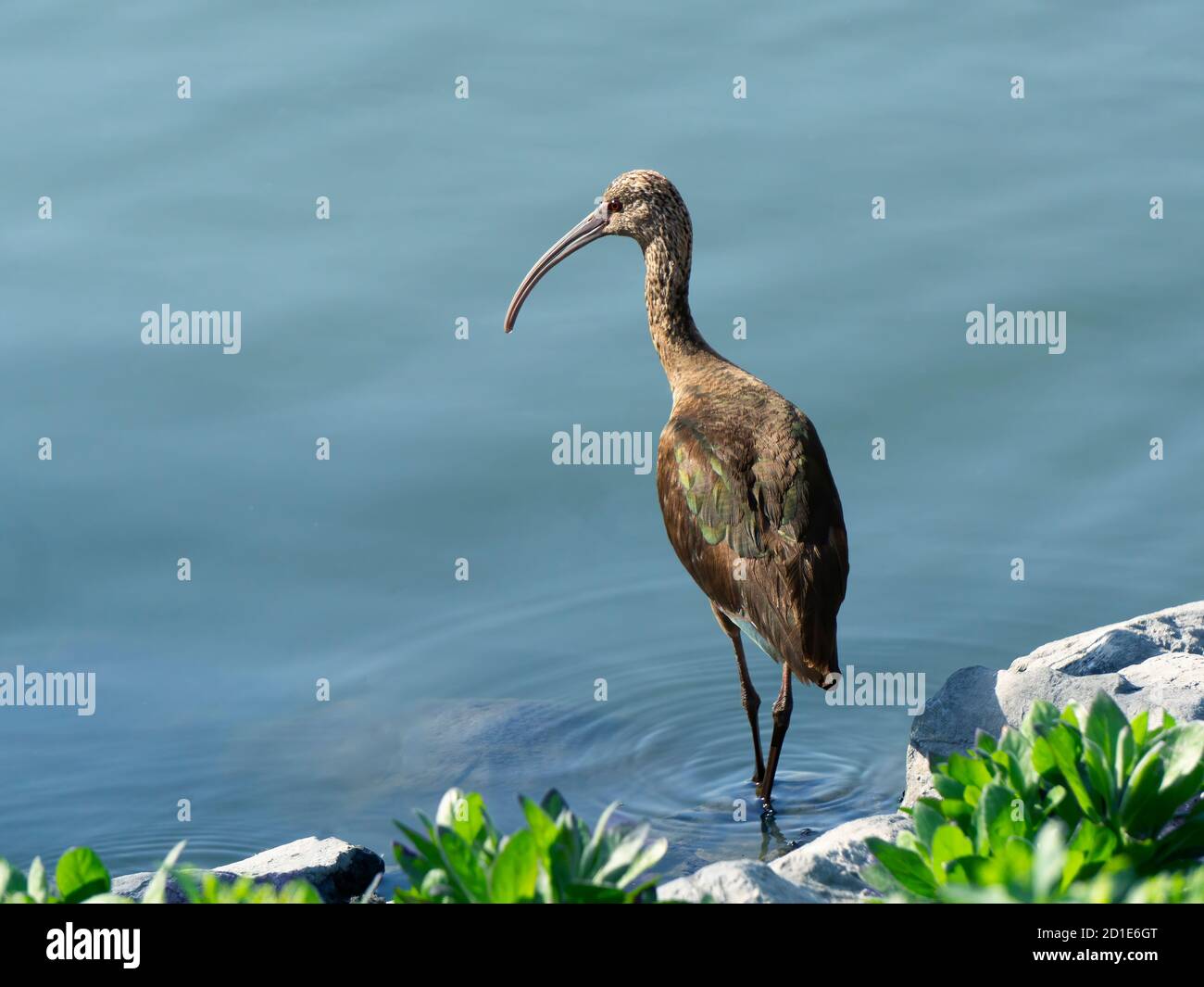 A Glossy Ibis standing in a pond Stock Photo
