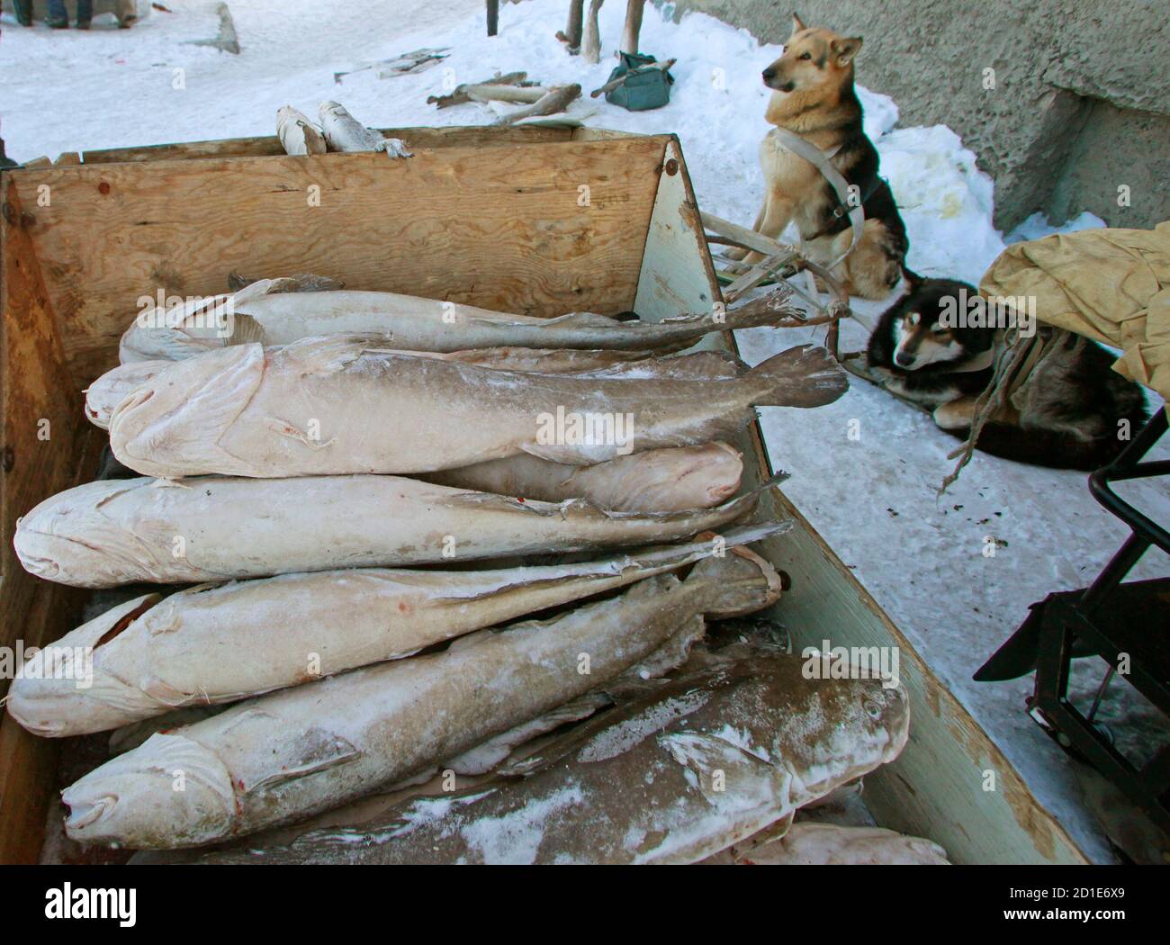 frozen fish for dogs