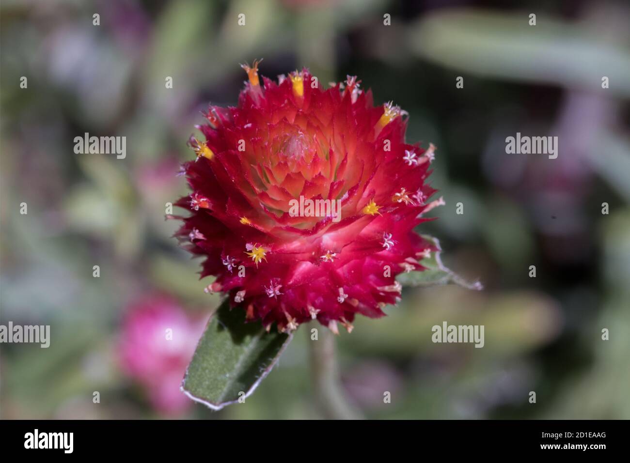 A red Gomphrena globosa or Bachelor's Button is an annual plant. Species can have several different colors. Stock Photo