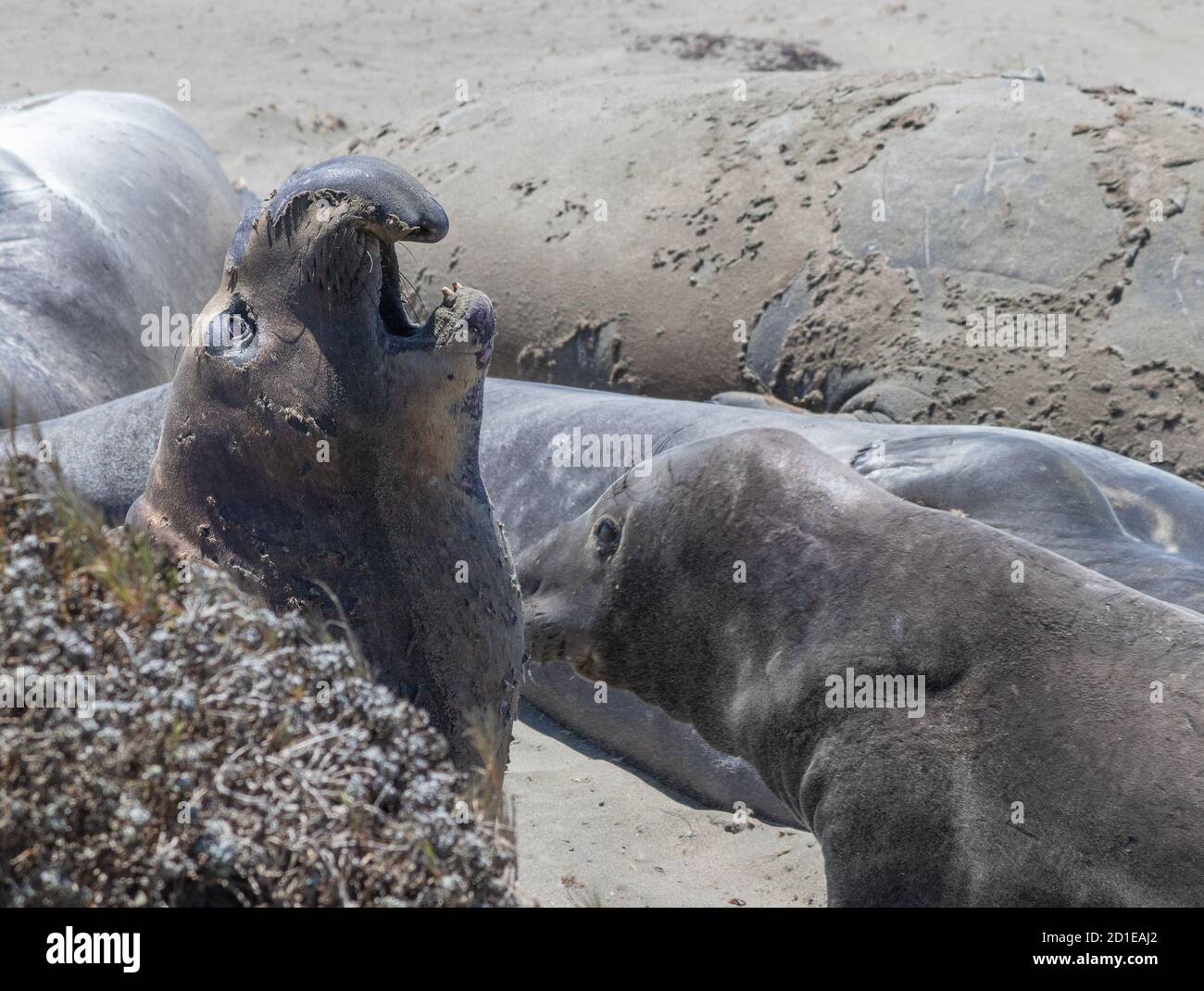Elephant seals molting on the beach in San Simeon, California Stock