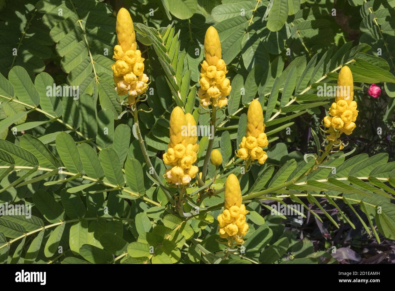 Senna alata or Candelabra bush is an important medicinal tree as well as an ornamental flowering plant. Also called candle bush, empress candle Stock Photo