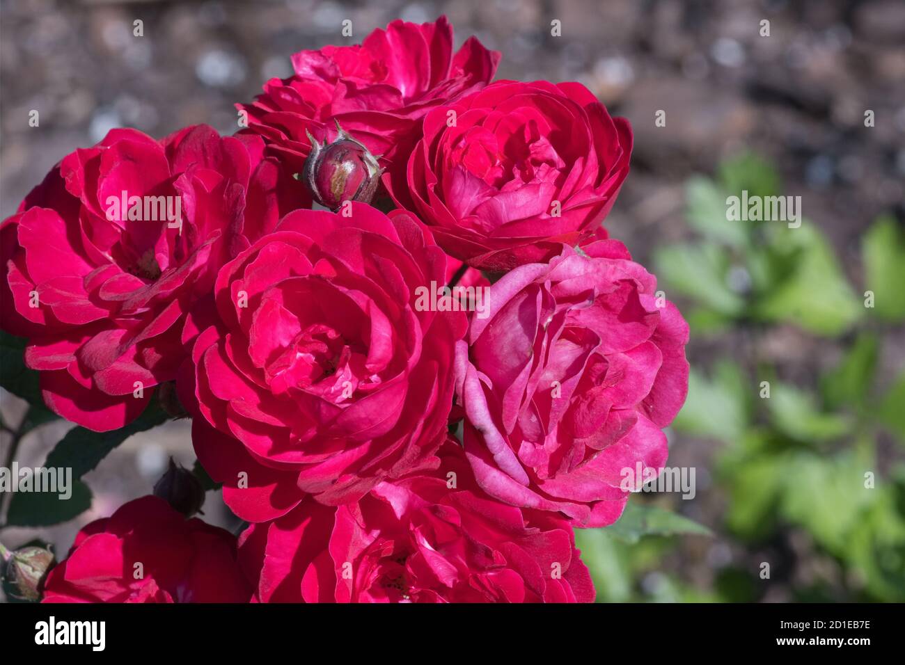 China Rose Rosa chinensis is an extensively cultivated species as an