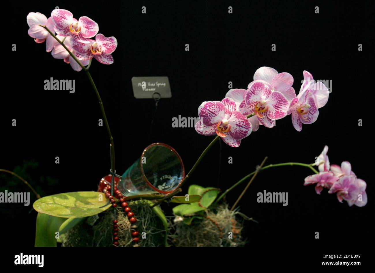 An Ever Spring orchid is displayed at the 55th annual Nairobi Orchid Show October 12, 2007. Kenya has about 280 different orchid species, with a great variety in size, colour, shape and texture. REUTERS/Thomas Mukoya (KENYA) Stock Photo