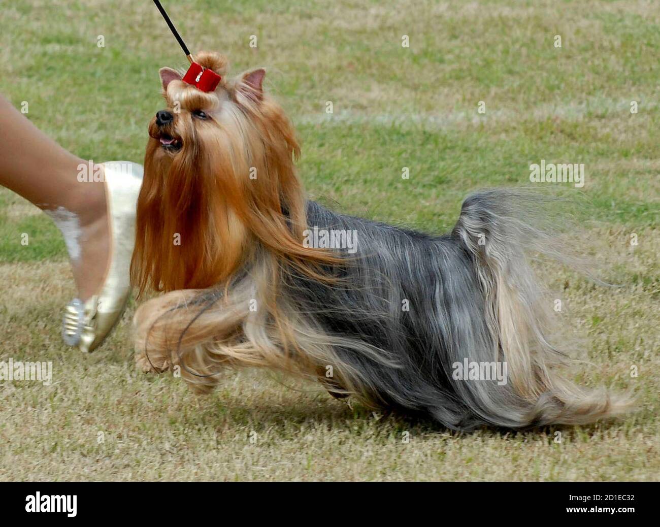 Indian dog breeds hires stock photography and images Alamy