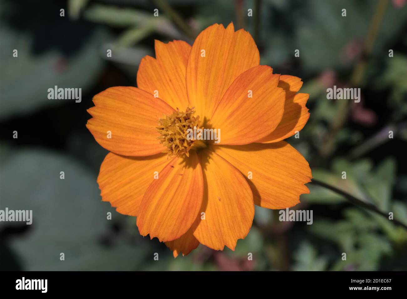 Ebony Krimper Flowers Of Sulphur Nz How To Grow Trilliums Stuff Co
