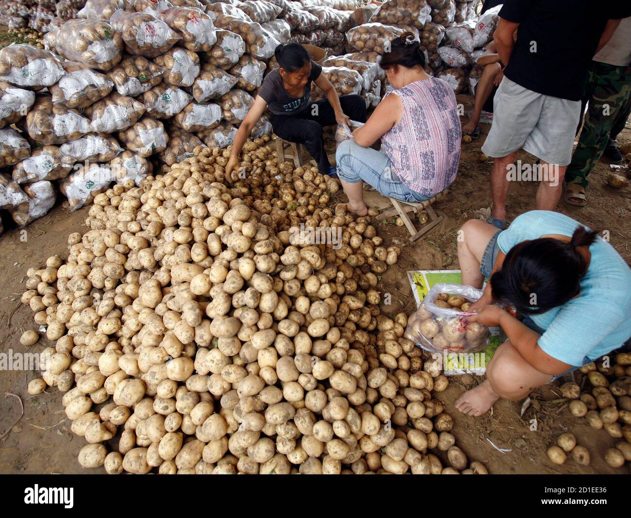 Women sort potatoes for packing at a market near the town of Baoding in Hebei Province, located around 120 kilometres (75 miles) south of Beijing June 25, 2008. China's fresh food prices slipped 0.1 percent in the week ended June 22 due to lower prices of vegetables, chicken and pork, the Ministry of Commerce said on Tuesday. REUTERS/David Gray (CHINA) Stock Photo