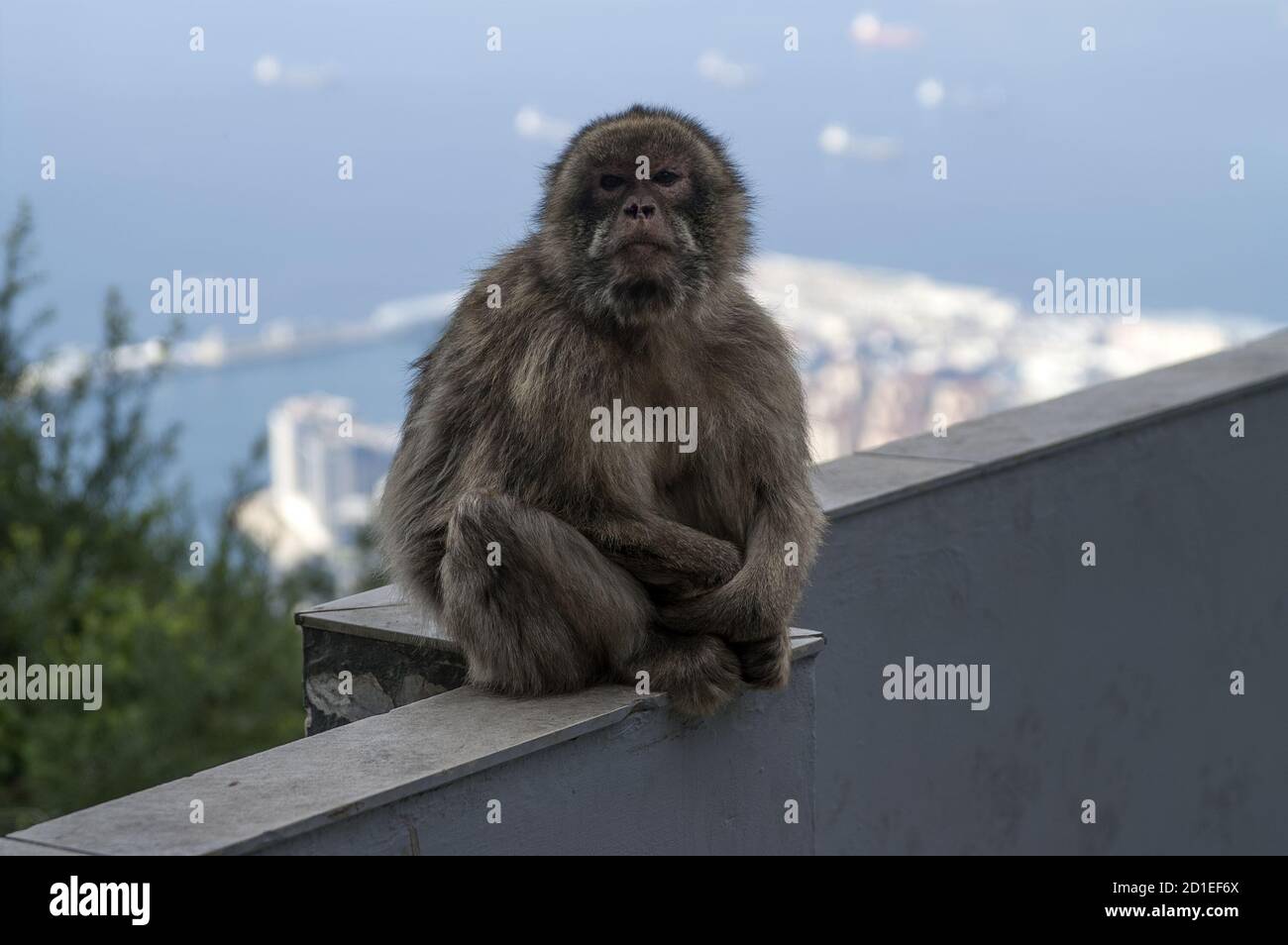 Gibraltar; Macaca sylvanus; Barbary macaques; Magot gibraltarski; Berberaffe; macaco de Gibraltar; 直布羅陀獼猴 Stock Photo