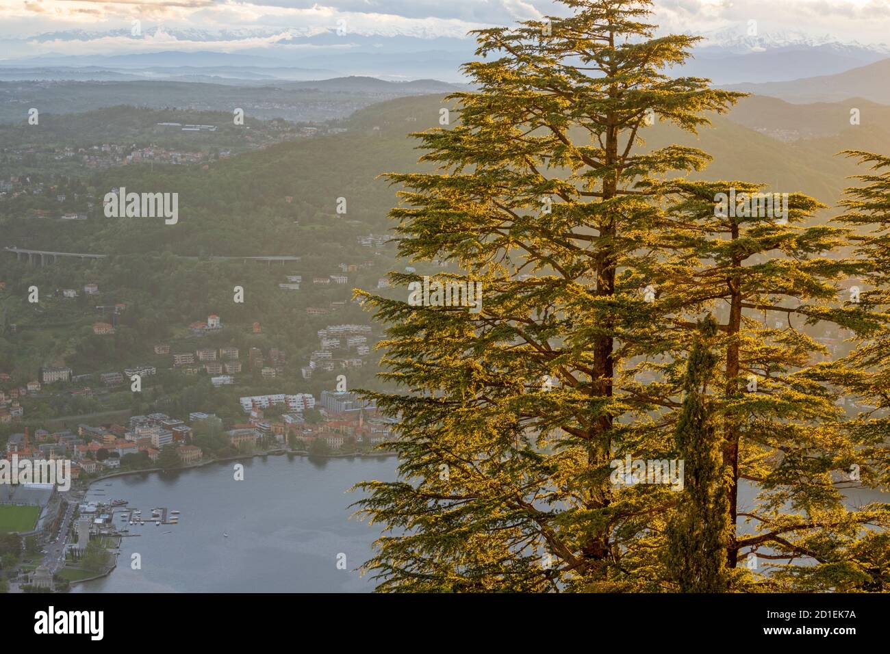 Como - The needles tree in the backlight over the Lago di Como lake (Brunate). Stock Photo