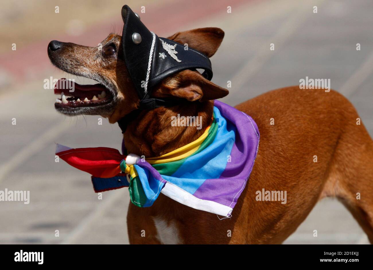 A dog has a flag of the gay community tied around its neck during the  annual gay pride parade in Tel Aviv June 11, 2010. Gays, lesbians,  transgenders and supporters of gay