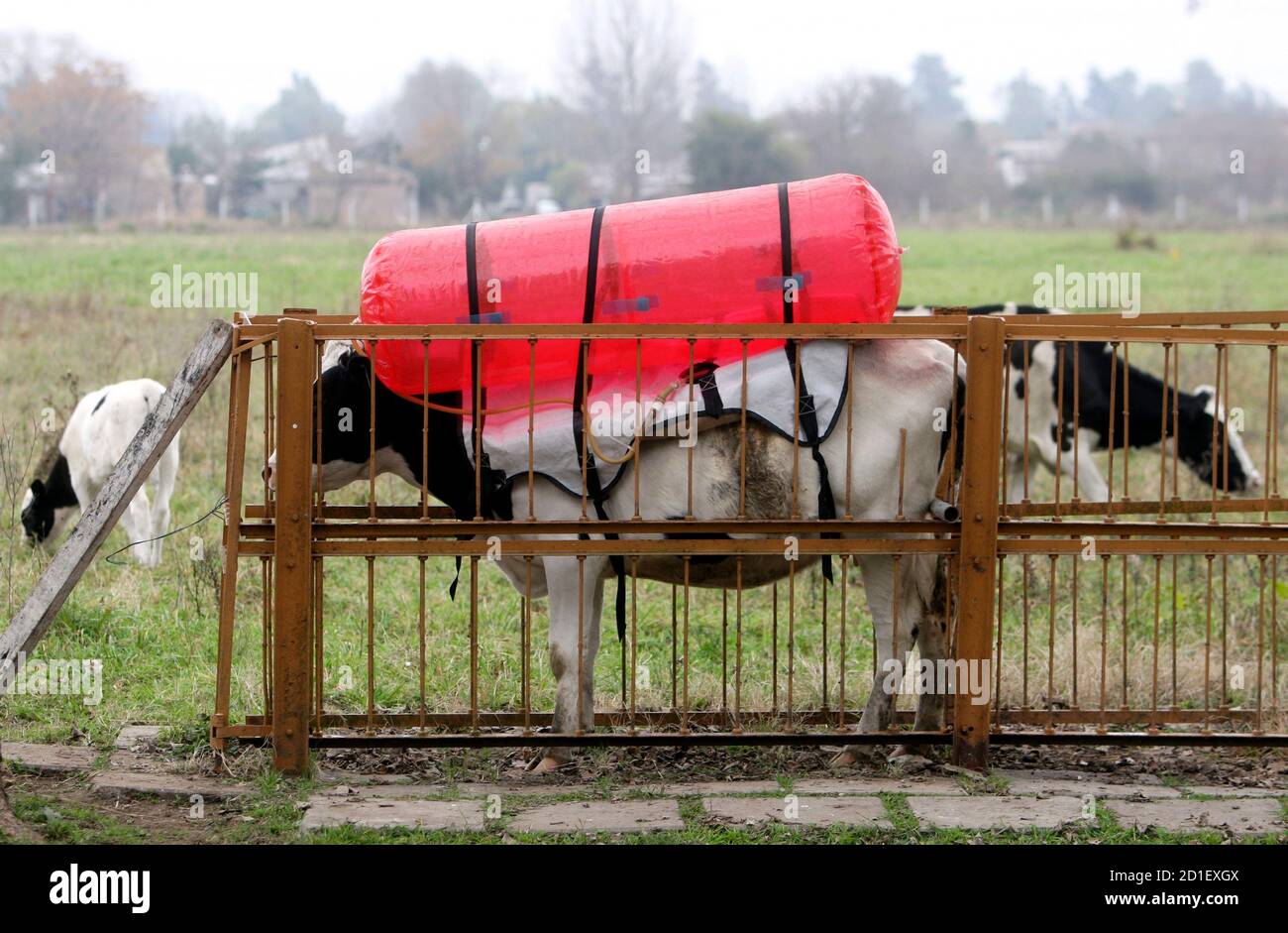 A cow stands in her pen at the National Institute of Agricultural  Technology in Castelar, on the outskirts of Buenos Aires, in this picture  taken July 4, 2008. Argentine scientists are taking