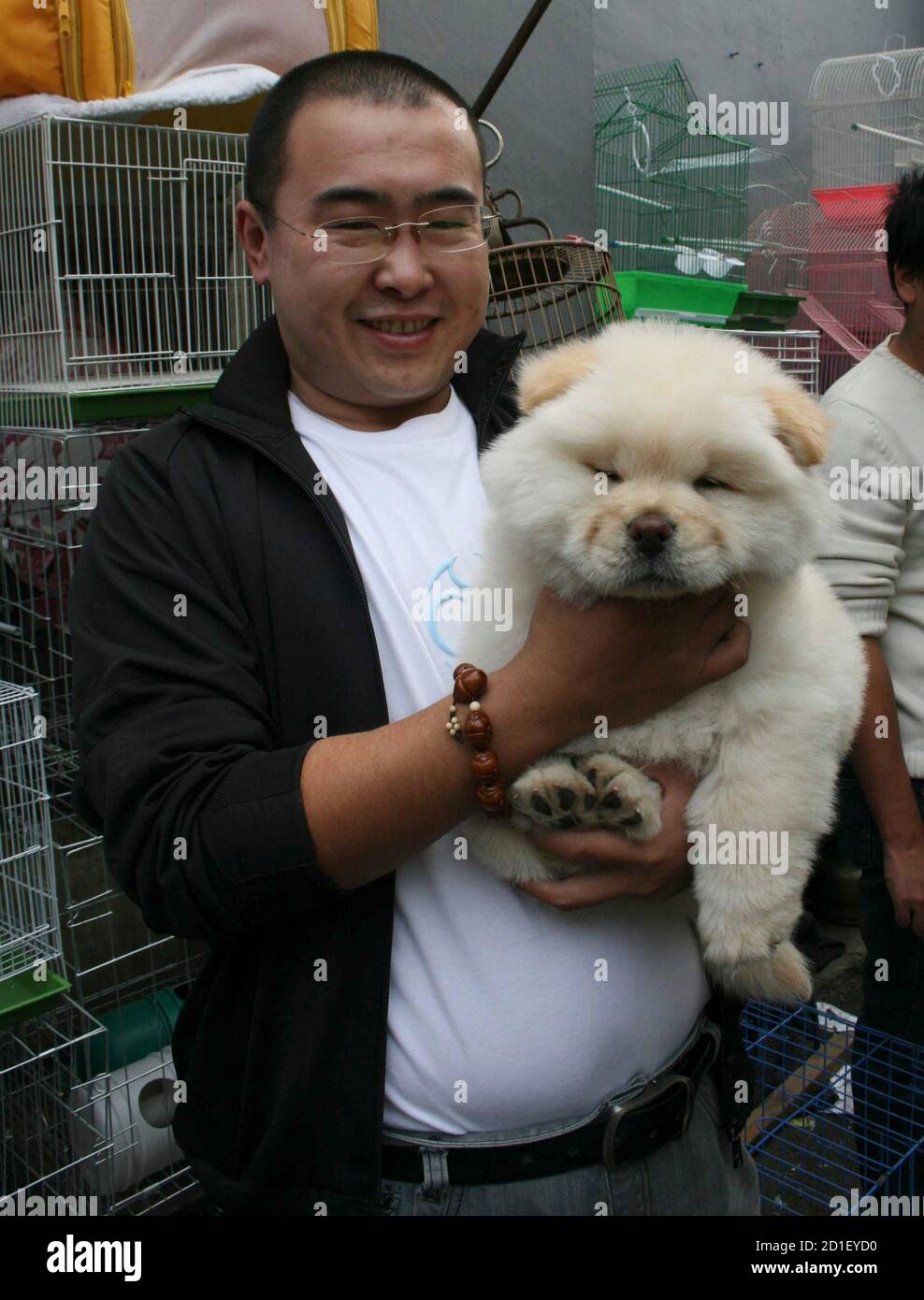 about chow chow dog