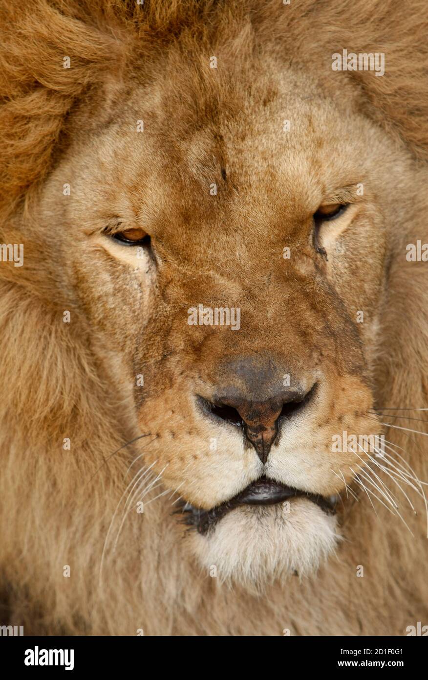 Bethlehem south africa lion in hi-res stock photography and images - Alamy