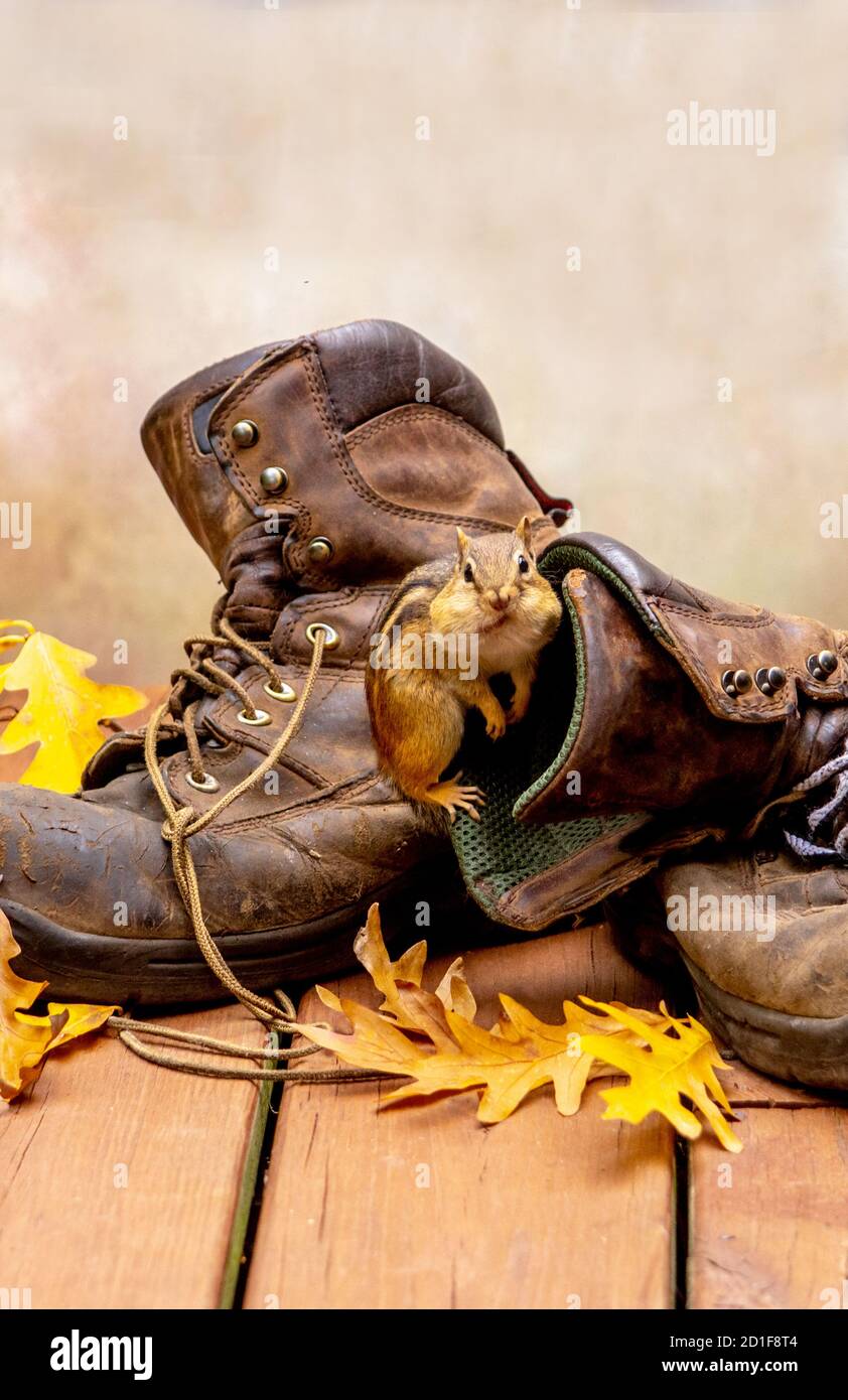 Chipmunk has a humorous expression as he checks out a pair of smelly old work  boots Stock Photo - Alamy