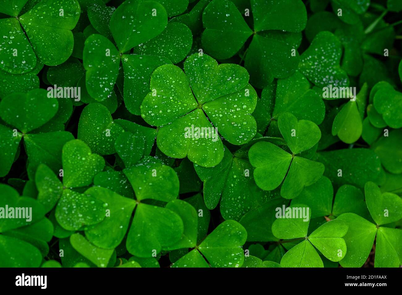 four leaf clover on green shamrock background Stock Photo