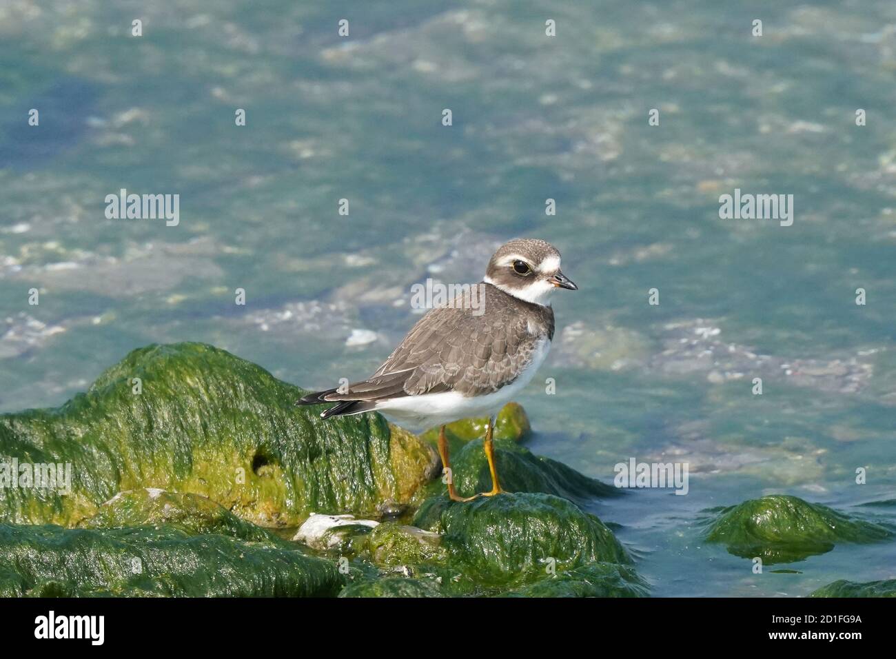 Slimy Rocks Semi Palmated plover juveniles on slimy rocks Stock Photo - Alamy