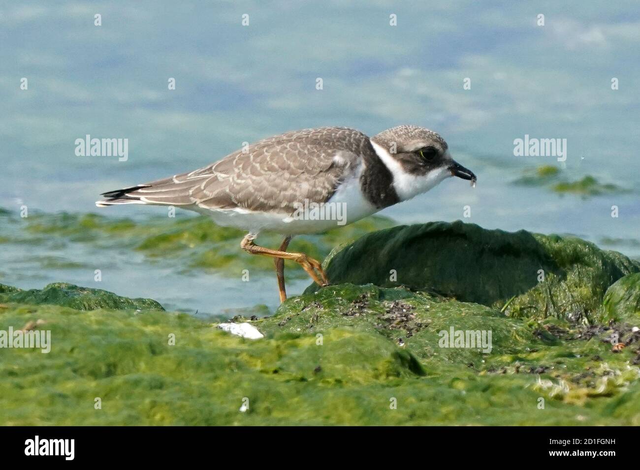 Slimy Rocks Semi Palmated plover juveniles on slimy rocks Stock Photo - Alamy