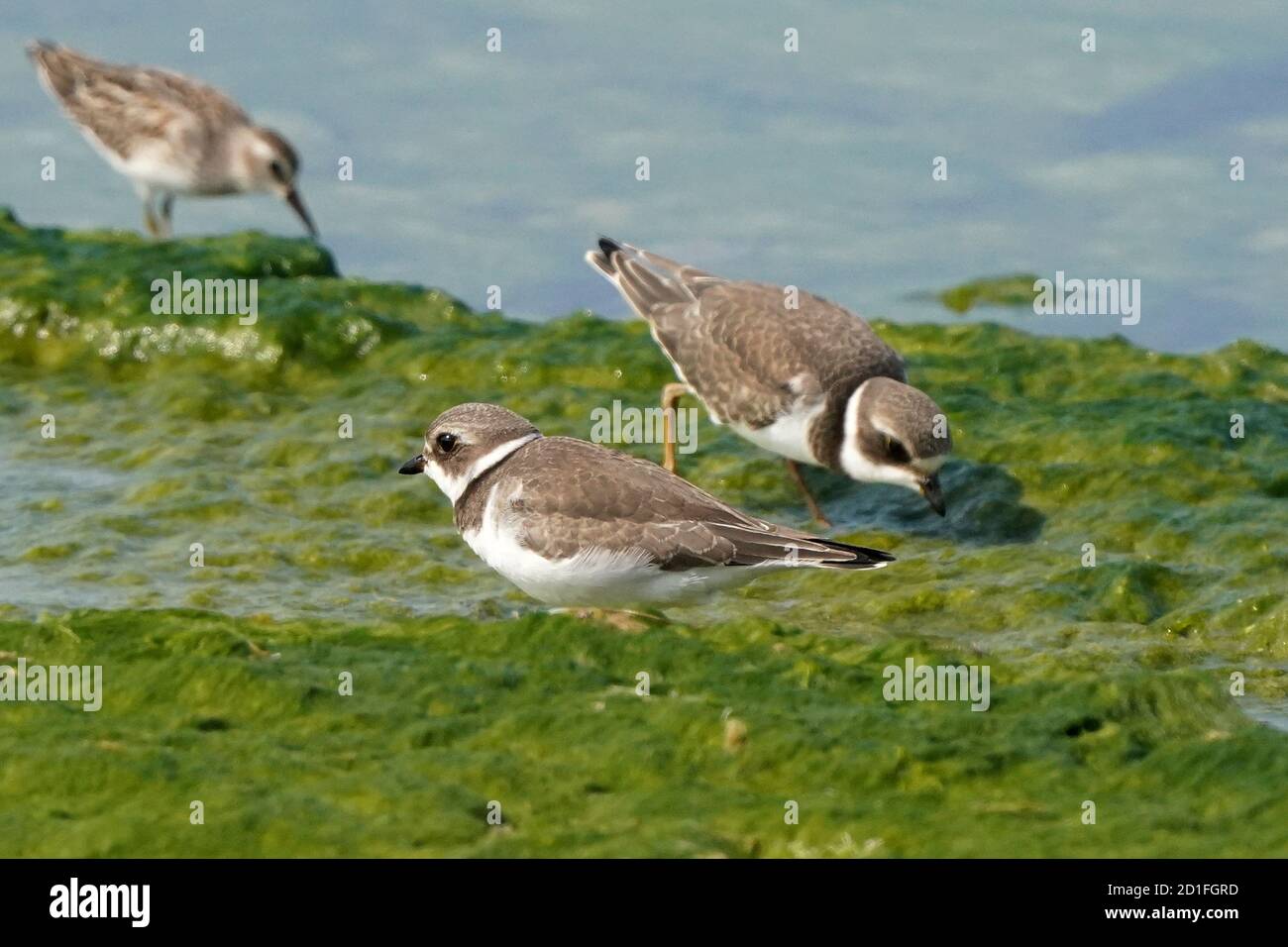 Slimy Rocks Semi Palmated plover juveniles on slimy rocks Stock Photo - Alamy