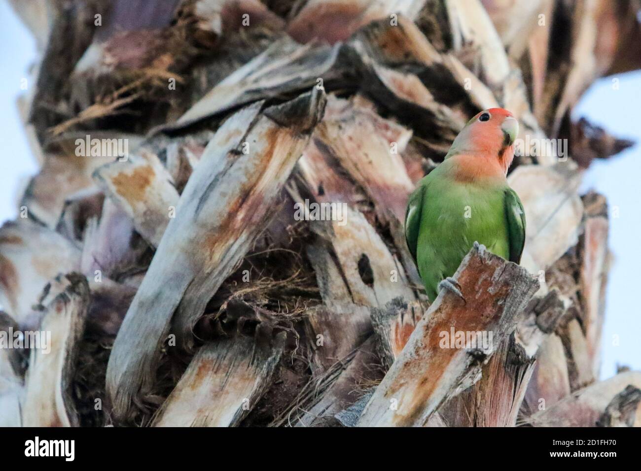 Rosey-faced lovebird, Mesa, Arizona Stock Photo - Alamy