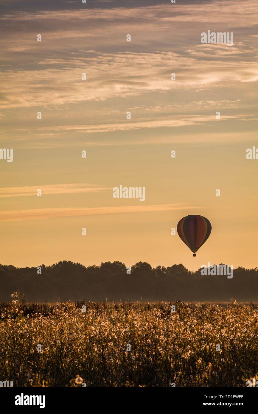 Hot Air Balloon in colorful rainbow stripes begins ascent over farm field as sun rises golden sky portrait Stock Photo