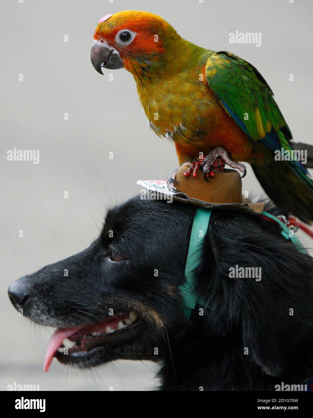 Page 2 With Dog And Parrot High Resolution Stock Photography And Images Alamy