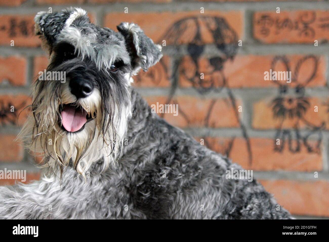 A miniature schnauzer waits for food beside dog graffiti at the Coolbaby  dog restaurant in Beijing May 20, 2006. [The newly opened dog theme park,  the first in China's capital, has a