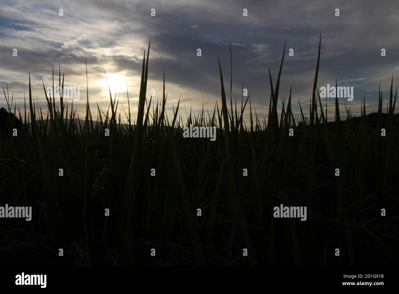 Silhouette of paddy rice field during sunset Stock Photo - Alamy