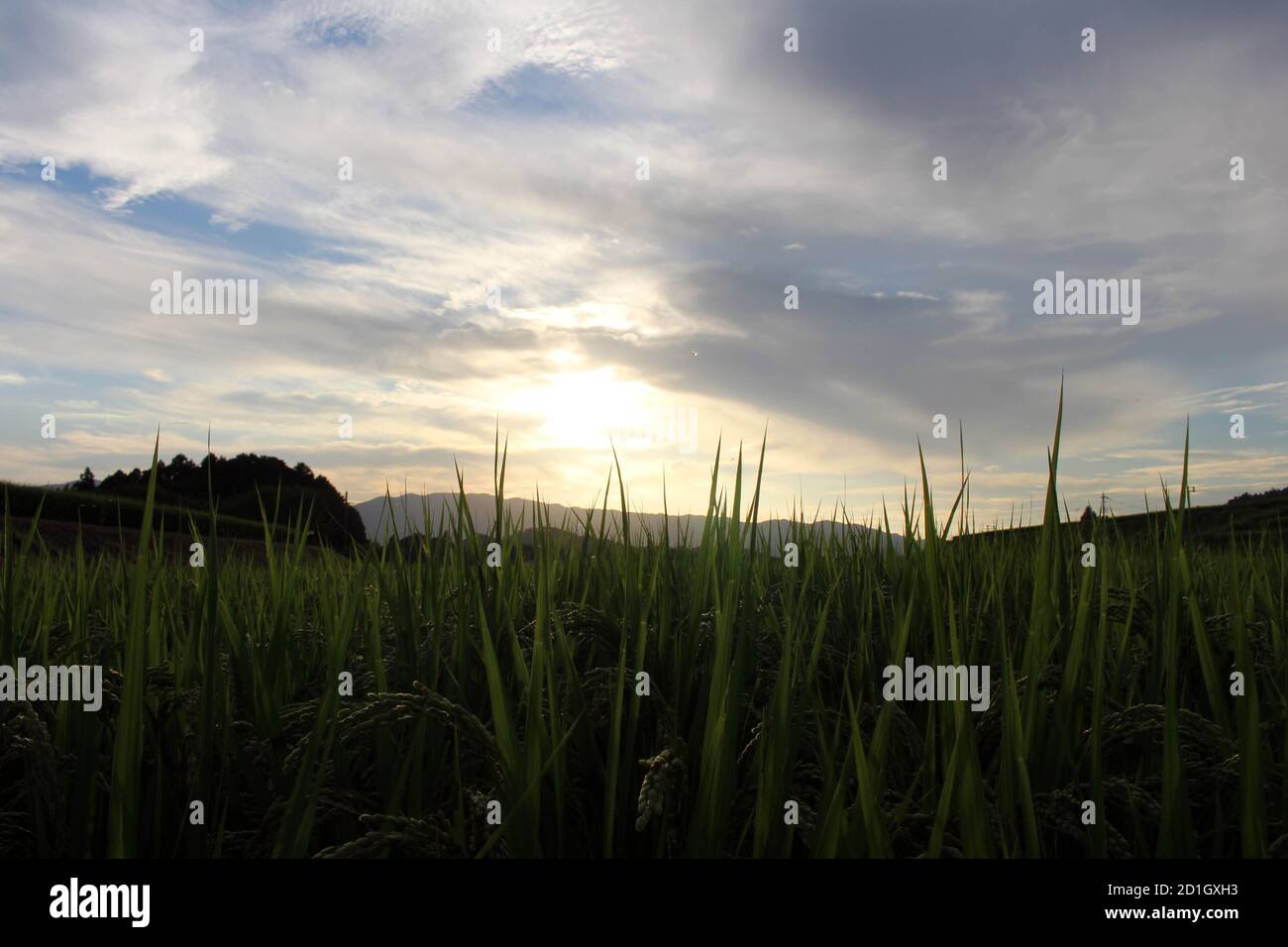 Silhouette of paddy rice field during sunset Stock Photo - Alamy