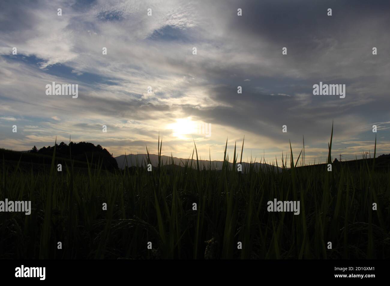Silhouette of paddy rice field during sunset Stock Photo - Alamy